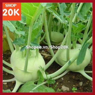 Hạt giống Su hào xanh (Mua 1 tặng 1)