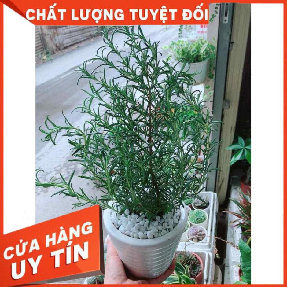 Chậu hương thảo Nhiều Người Mua