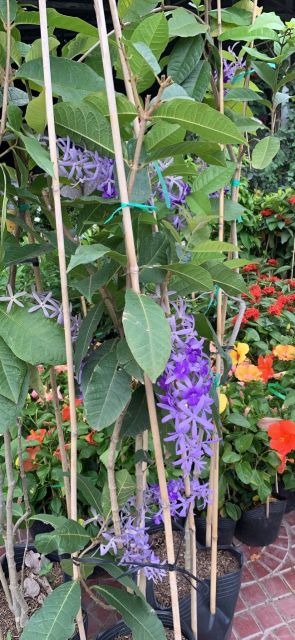 Mai xanh Thái siêu hoa