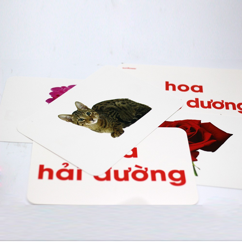 Bộ Flashcard dạy trẻ thế giới xung quanh