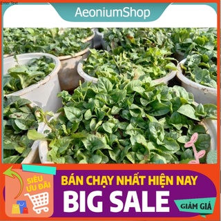 Cây Quế Vị Xá Xị Chậu Lớn 😌