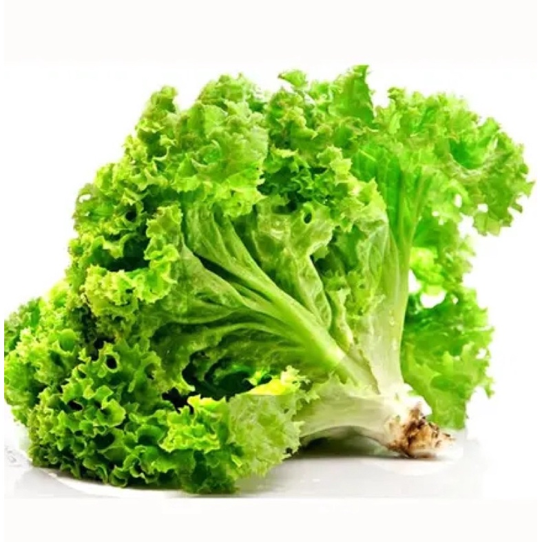 Hạt Giống Xà Lách Xoăn Xanh