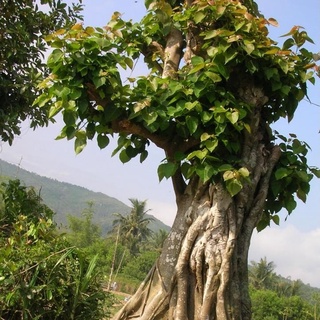 Hạt giống cây bồ đề ấn độ (  1gram + tặng kèm viên nén ươm hạt )