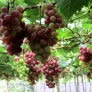Nho gốc ghép leo giàn ( trồng cảnh hoặc bon sai )