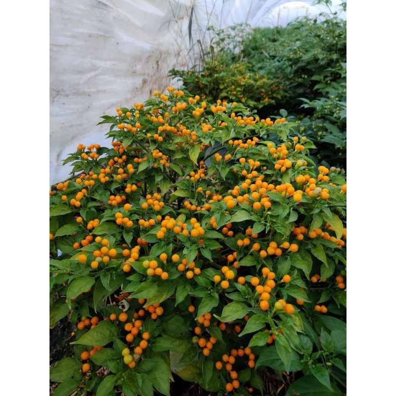[TẶNG TRÁI] Hạt giống Ớt Peru Mắc Nhất Thế Giới Aji Charapita ( 20 HẠT)(Tặng 5 trái chín già)
