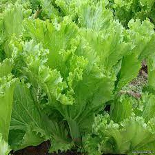 Hạt giống cải bẹ mào gà 20gr