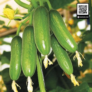 Hạt giống dưa chuột chùm trơn