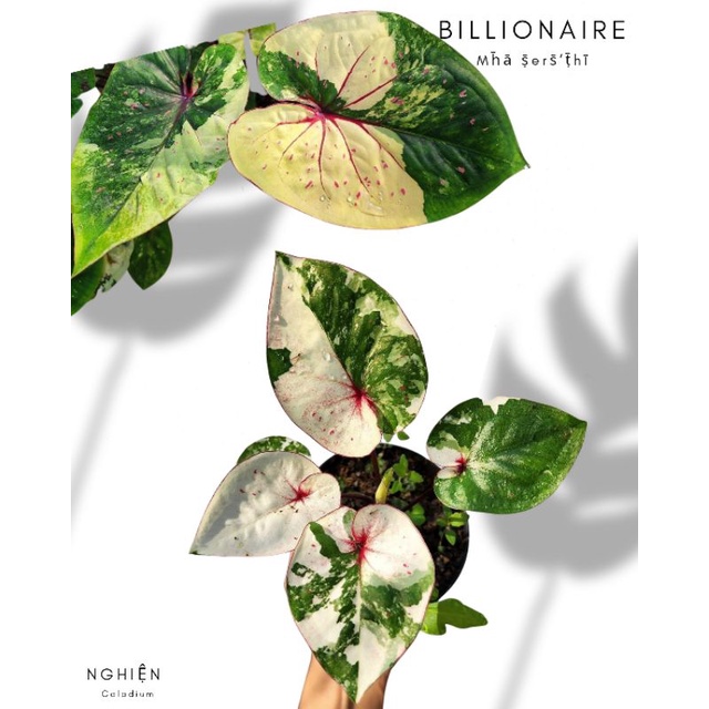 chậu cứng Caladium thái tỷ phú - caladium billionaire kiểng lá sưu tầm