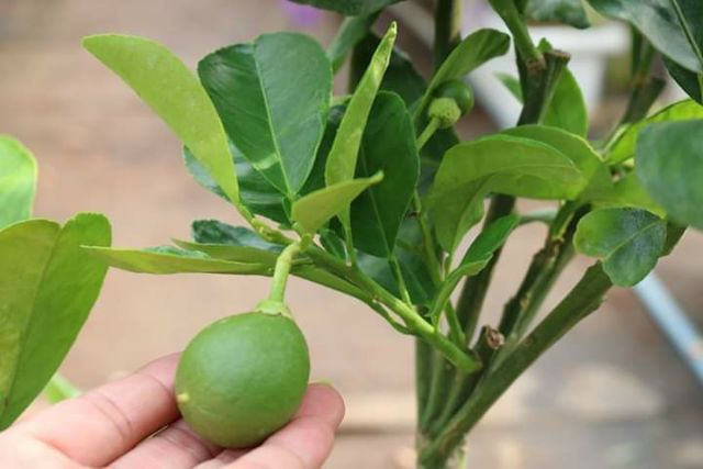 Bưởi da xanh ruột đỏ