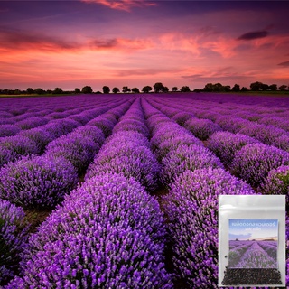Hạt giống Oải hương-50 Hạt giống Provence Lavabder Không phải Hoa oải hương Anh