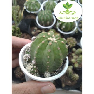 Xương rồng Echino