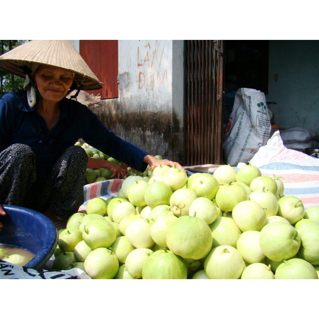 Gói Hạt Giống Dưa Lê Siêu Ngọt