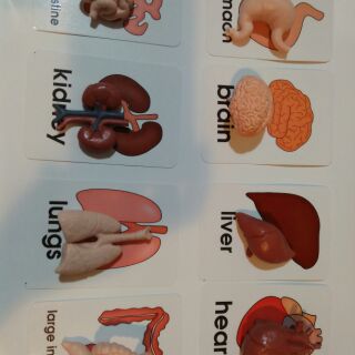 MÔ HÌNH 8 CƠ QUAN NỘI TẠNG và HỌC LIỆU