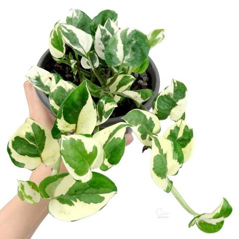 Cây giống Epipremnum aureum Snow Queen (Trầu Bà Snow Queen, Trầu Bà Nữ Hoàng Tuyết) 1 lá chậu nhựa