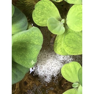 BETTA COMBO 5 BÉ THUỶ SINH
