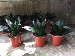 Cây lưỡi mèo xanh