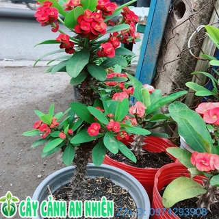 Xương Rồng Bát Tiên Lớn