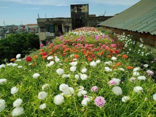 Hoa mười giờ đủ màu