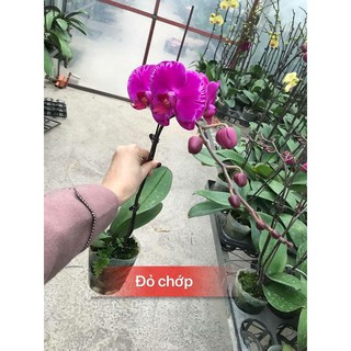 Combo 3 cây lan