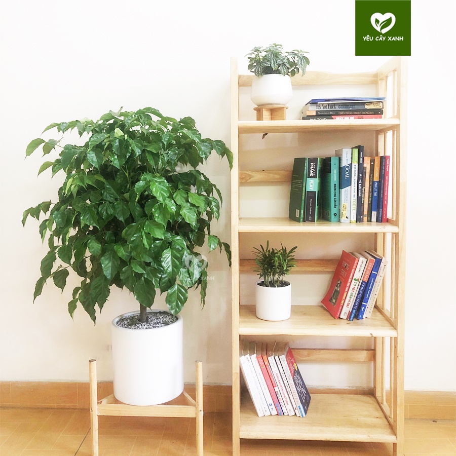 Cây Hạnh Phúc thân gỗ nội thất