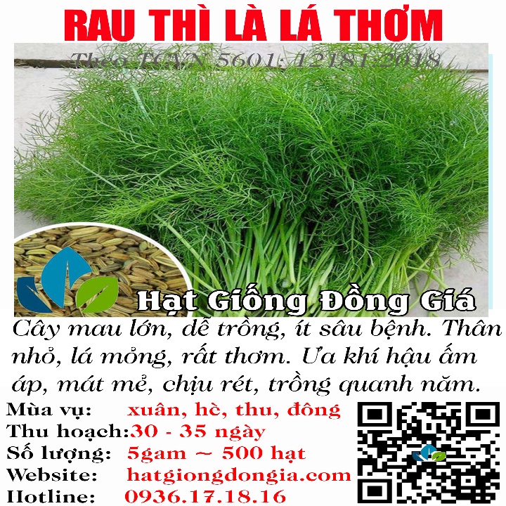 5 gram~ 500 Hạt Giống Thì Là Dễ Trồng Bốn Mùa ( 5601)