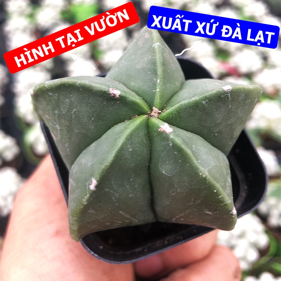 Xương Rồng ASTRO XANH Size Chậu 5.5cm, 1 Đổi 1 (Xương Rồng Nhật Tân)