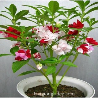 Hạt Giống Hoa Móng Tay Kép