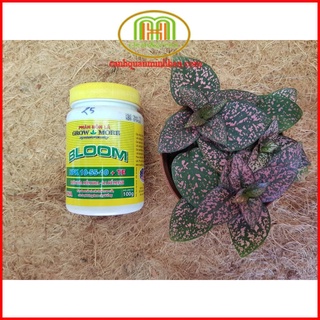 Phân bón lá Tổng hợp NPK  Siêu lân 10 -55 -10 +TE phân hóa mầm hoa ra rễ mạnh 100gr