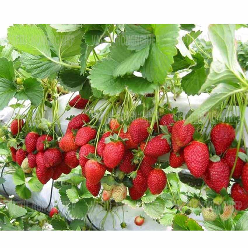 Dinh dưỡng thủy canh trồng dâu tây Hợp Trí Hydro Strawberry (10kg) - (NEW)