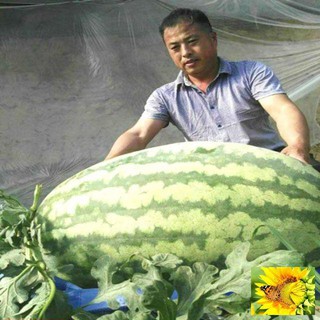 Gói 10 hạt giống dưa hấu khổng lồ