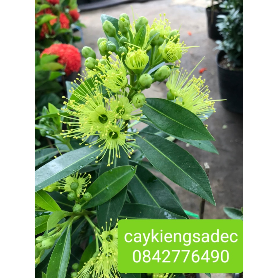 Caykiengsadec-Mai thái vàng+tặng phân bón cho cây-hoa lá cây kiểng-