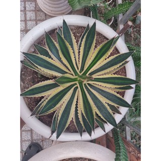 Agave lophantha quadricolor (Họ mọng nước thuộc chi Agave)