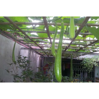 Hạt giống bầu sao quê quả dài - 5 hạt