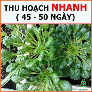 Hạt Giống Cải Hoa Hồng Rạng Đông, Dễ Trồng, Năng Suất Cao, Trồng quanh năm, tỉ lệ nảy mầm cao Vuonbabylon - Gói 5G