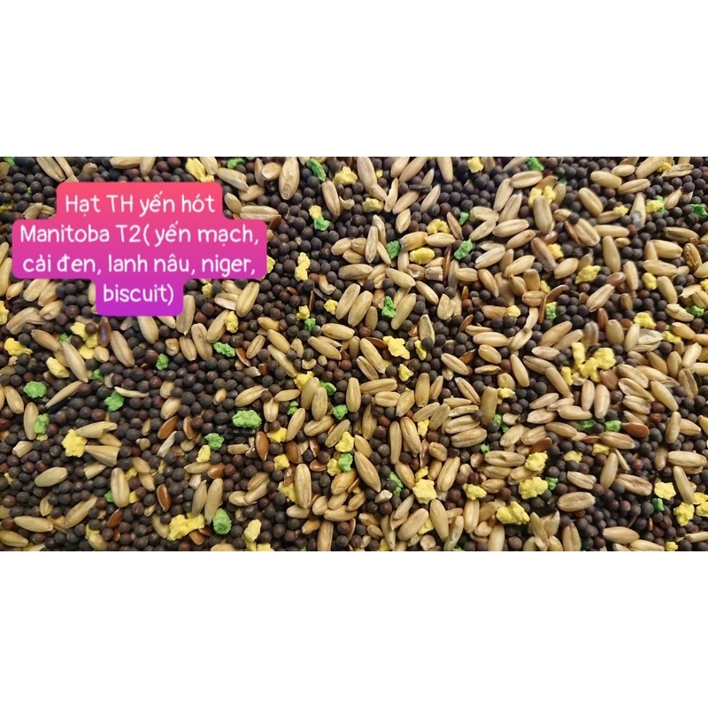 Hạt yến hót Manitoba mã T2 có biscuit