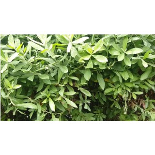 1 ký cây cúc tần phơi khô