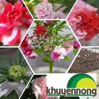 50 Hạt giống hoa móng tay kép
