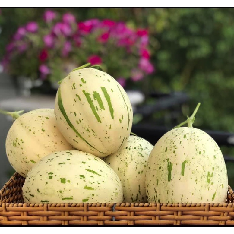 Hạt giống dưa lê sao băng - tỷ lệ nảy mầm 95%