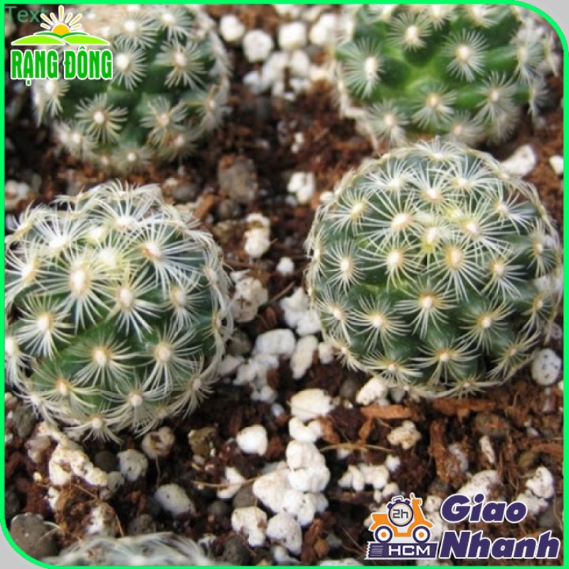 Đá Perlite (Đá Trân Châu) giá thể giúp đất tơi xốp tự nhiên, rễ cây phát triển tối ưu (gói 5 dm3) - Hạt giống Rạng Đông