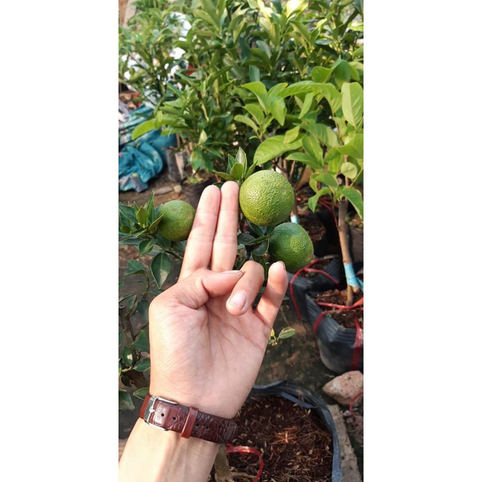 Cây cam nhật đang có trái