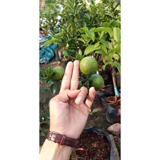 cam nhật lá nhỏ đang trái