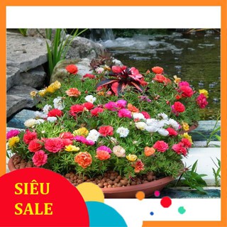 hạt giống hoa mười giờ kép  nhiều màu 200 hạt xuất xứ mỹ  TẾT KHUYẾN MẠI