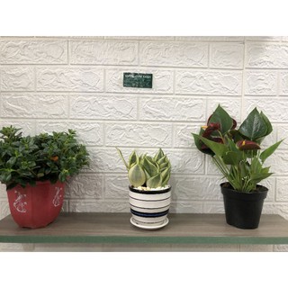 Cây Lưỡi Hổ Thái, Cây Lưỡi Hổ Vàng