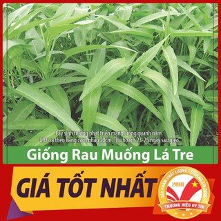 Hạt Giống Rau Muống Lá Tre Dễ Trồng, Năng Suất Cao 50gr