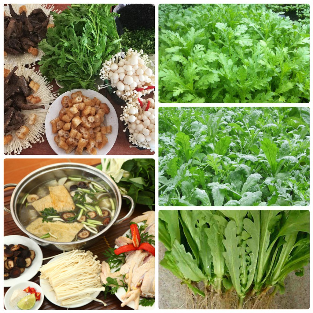 Hạt Giống Rau Cải Cúc, Cải Cúc Tẻ Chân Lùn Lá Sẻ Dễ Trồng, Năng Suất Cao -Gói 20g