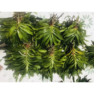 lan tam bảo sắc 35k/bó ( bó 3 cây)