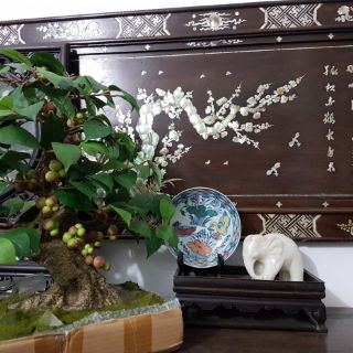 Cây giả bon sai để bàn (nhiều loại)
