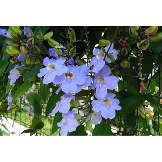 Dây hoa leo cát đằng tím rủ– Hoa leo đẹp dễ trồng và chăm sóc