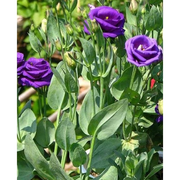 Hạt giống hoa cát tường nhiều màu KNS3622 - Gói 10 hạt