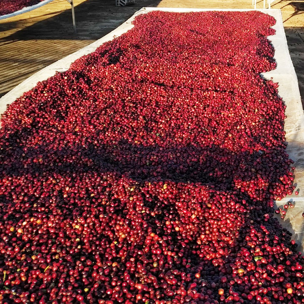 Cà Phê Nguyên Chất Pha Phin Việt Nam Túi Giấy 250gram - Gu đậm đà - Intensive Blend | BigBuy360 - bigbuy360.vn